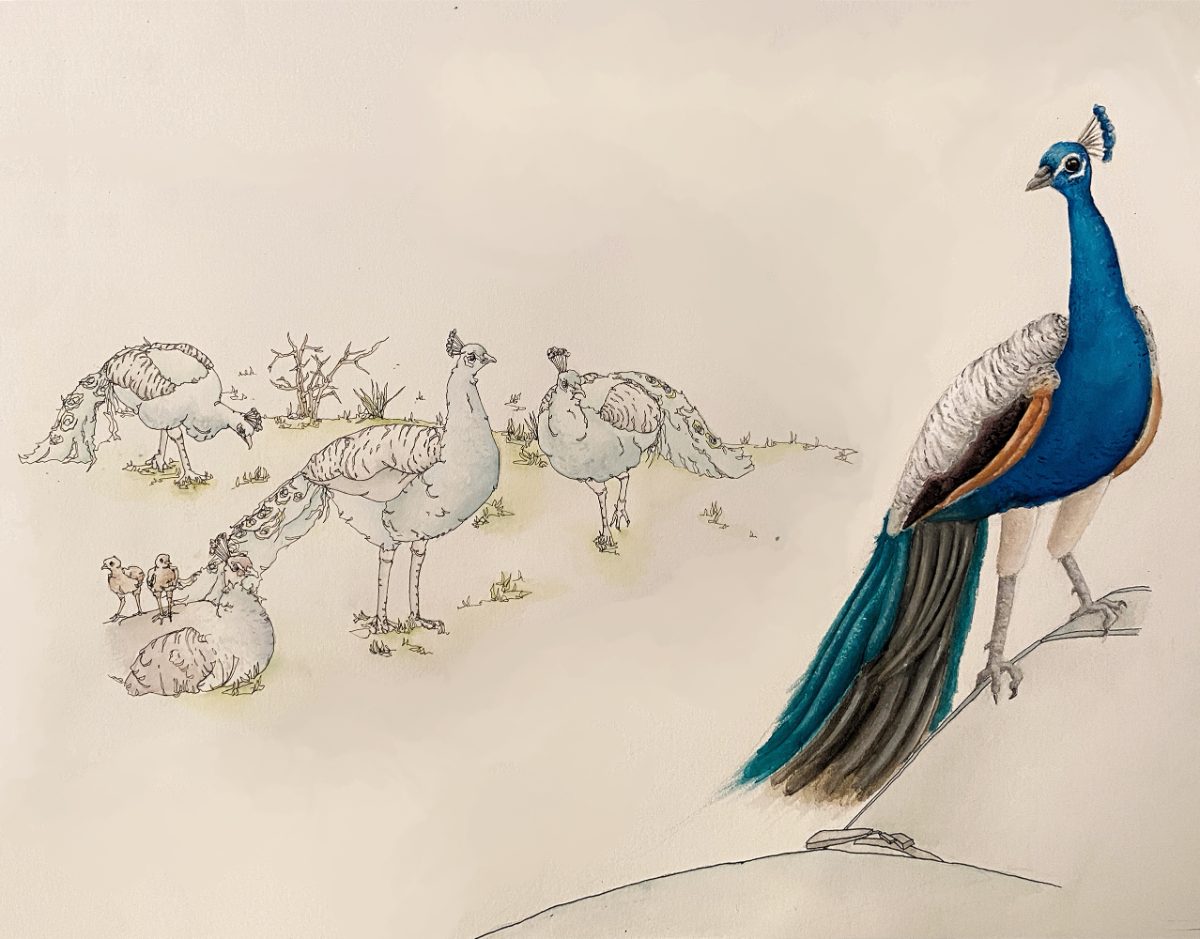 Watercolor — peacocks