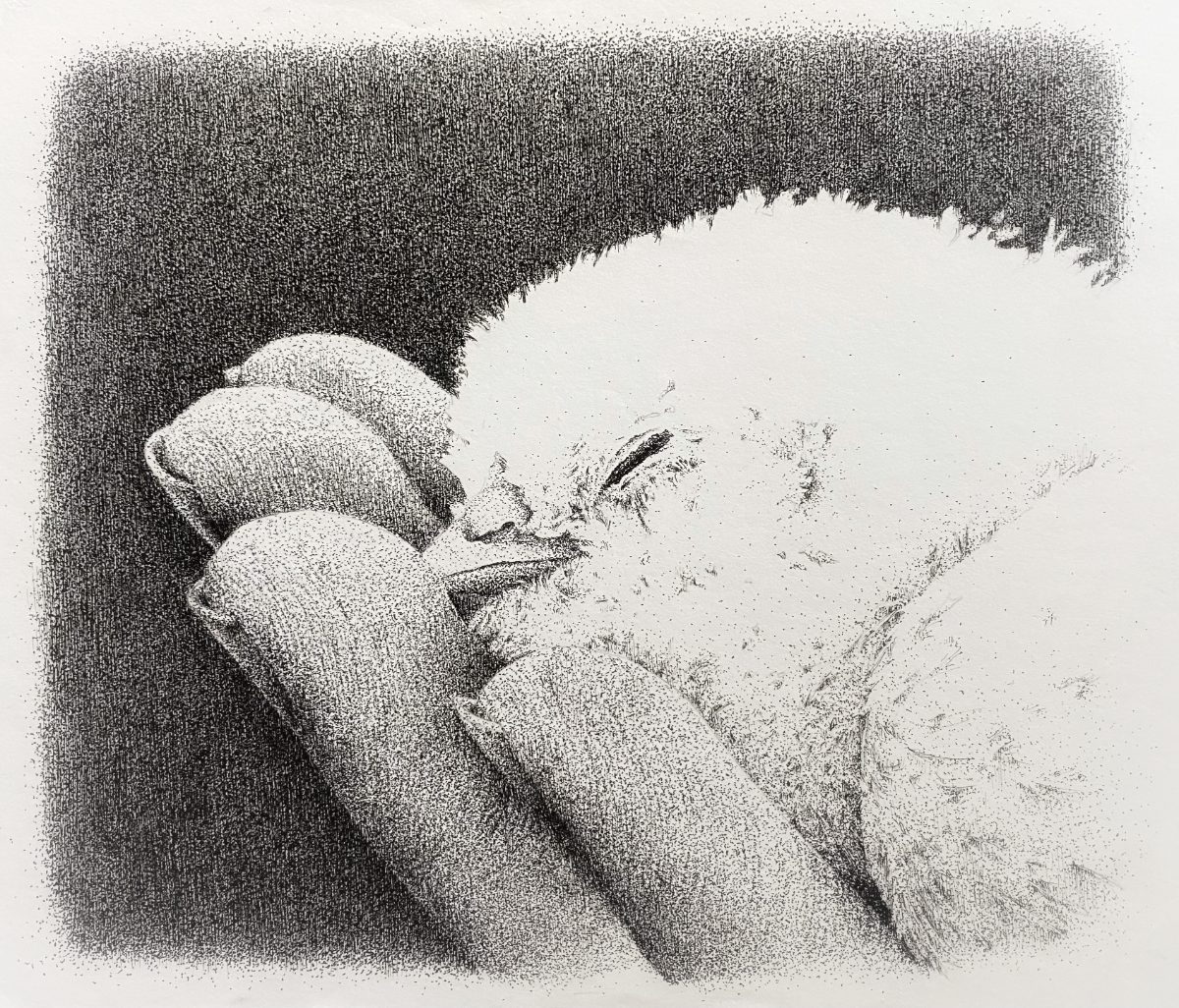 Pen stippling — resting bird